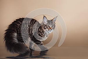 Maine Coon kitten portrait