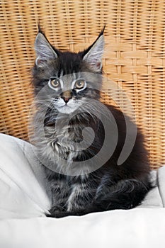 Maine Coon kitten sits in wicker chair on pillow and looks at the camera. Studio portrait mustachioed cat with long