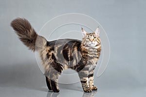 Maine Coon kitten standing with furry tail, Black Tabby Blotched color, 6 months old. Studio photo of striped kitty