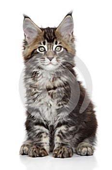 Maine Coon kitten on white