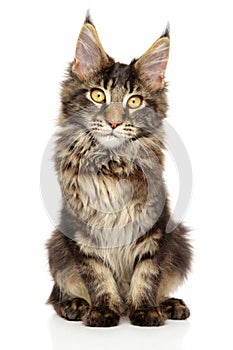 Maine Coon kitten on a white background.