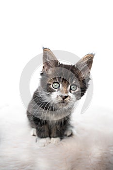 Maine coon kitten on white background