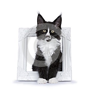 Black and white Maine Coon cat kitten with moustache sitting in picture photo frameisolated on white photo
