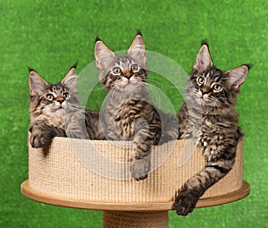 Maine Coon kittens