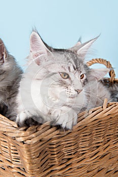 Maine coon kittens in basket