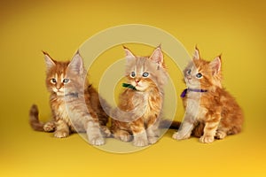 Maine Coon kittens beautiful photo of cats in the studio