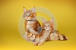 Maine Coon kittens beautiful photo of cats in the studio