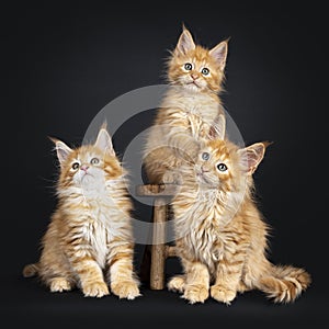 Maine Coon kittens on black