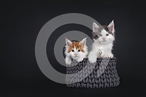 Maine Coon kittens on black background