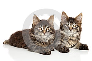 Maine Coon kittens