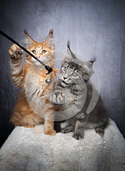 maine coon kittens playing together with feather toy