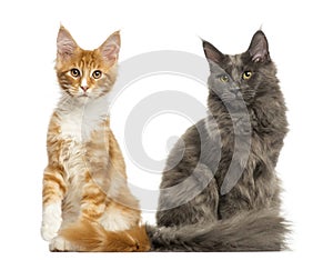 Maine Coon kittens sitting together,