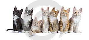 7 Maine Coon kittens on white