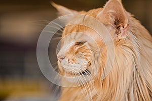 Maine Coon is a large domesticated cat breed, of red golden color with a lush fluffy mane