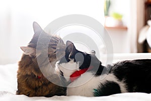 Maine coon licking and cleaning his funny friend cat ear,  sitting on comfortable bed in light. Pet love. Two cute cats grooming