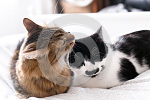 Maine coon licking and cleaning his funny friend cat with moustache,  sitting on comfortable bed in light. Pet love. Two cute cats