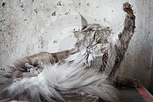 Maine coon on light grey background