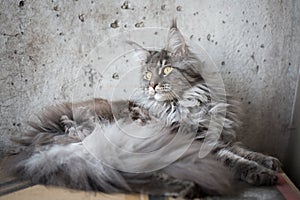 Maine coon on light grey background