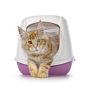 Maine Coon in litterbox on white