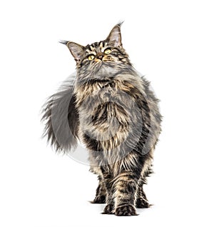 Maine coon looking up, isolated