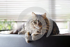 Beautiful Maine Coon Pet Cat photo