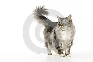 Maine Coon photographed in the studio