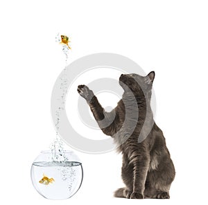 Maine Coon reaching at a goldfish jumping