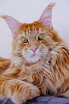 Maine Coon resting on wall shelf