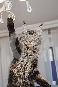 Maine Coon stands on his hind legs and lifts his paw up.