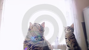 Maine coon Tabby kitten playing in slowmotion with lens flare effects on the sun background. 1920x1080