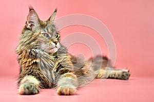 Maine Coon tortoiseshell cat, copy space