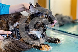 Maine Coon in turtle color brushing by professional groomer