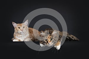 Maine Coons on black background