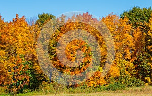 Maine Forest Colorful Autumn Leaves