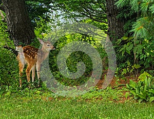 Baby deer in garden photo