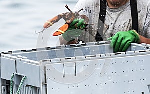 Maine Lobster being sorted into bins at the end of the day