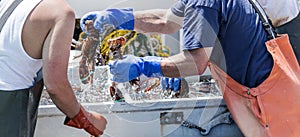 Maine lobster being sorted for sale on a boat