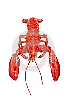 Maine Lobster isolated