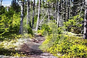 Maine Nature Trail new england