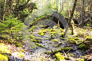 Maine wetland woods nature landscape