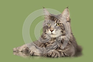 Mainecoon cat