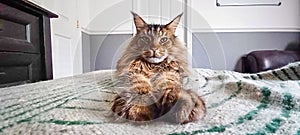 mainecoon cat - Felis catus - large adult male resting on blanket with big feet and legs extended out while looking at the camera