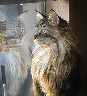 Mainecoon cat looking out window with reflection
