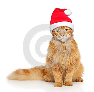 Mainecoon cat in Santa red hat