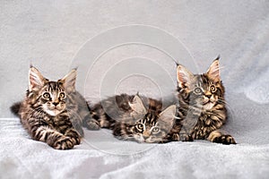 Mainecoon family three kittens lie on light fluffy blanket