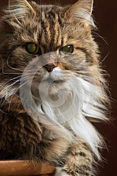 Mainecoon headshot