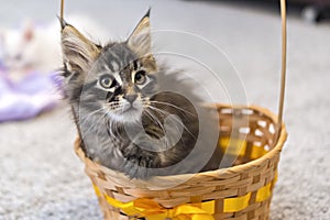 Mainecoon kitten in basket