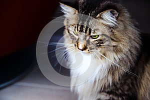 Mainecoon looking looking down