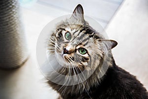 Mainecoon looking up