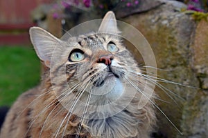 MAINECOON TABBY BIRD WATCHING OUTDOORS.